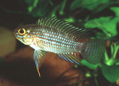 Apistogramma piauiensis